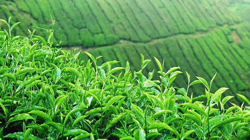 افزایش صادرات چای ایرانی در 6 ماه نخست سال جاری