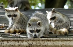 Raccoons
