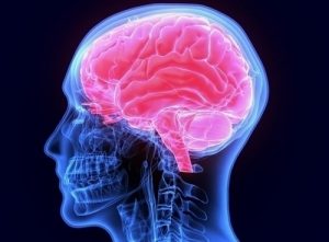 brain photo