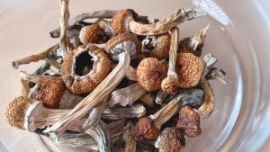 Magic mushrooms