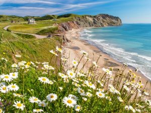 beautiful field by the beach