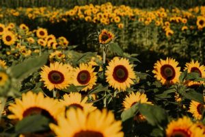 جشنواره گل محبوب Lower Mainland با تغییر نام&hellip;