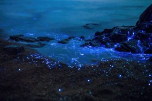 مکان های مناسب برای دیدن پدیده طبیعی Sea&hellip;