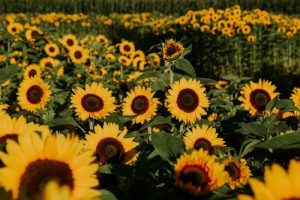 کارهاییی که می توانید در مترو ونکوور در&hellip;