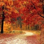 7 شهر کوچک جذاب در BC که شما را به سرزمین رویایی پاییزی می برد
